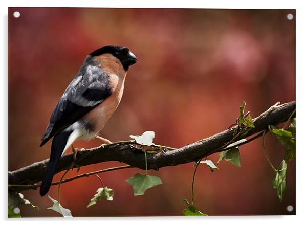 BULLFINCH Acrylic by Anthony R Dudley (LRPS)