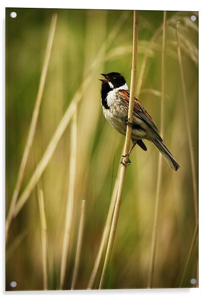 SINGING REED BUNTING Acrylic by Anthony R Dudley (LRPS)