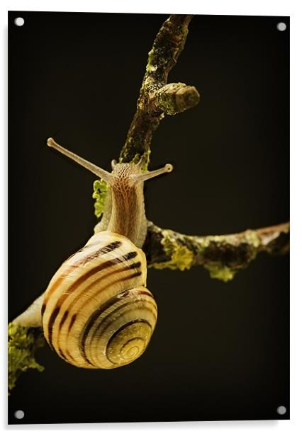 BANDED SNAIL Acrylic by Anthony R Dudley (LRPS)