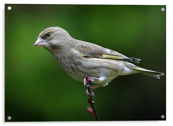 GREENFINCH Acrylic by Anthony R Dudley (LRPS)