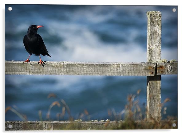 CHOUGH #1 Acrylic by Anthony R Dudley (LRPS)