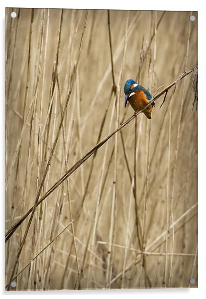 KINGFISHER IN THE REEDS Acrylic by Anthony R Dudley (LRPS)