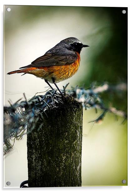 COMMON REDSTART Acrylic by Anthony R Dudley (LRPS)