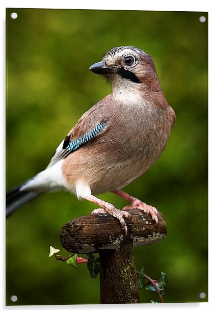 JAY Acrylic by Anthony R Dudley (LRPS)