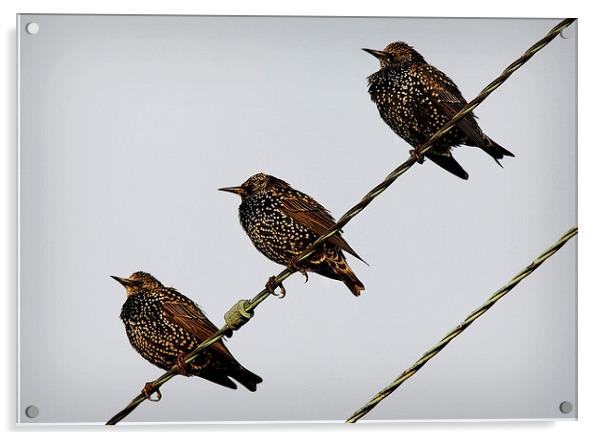 STARLING TRIO Acrylic by Anthony R Dudley (LRPS)