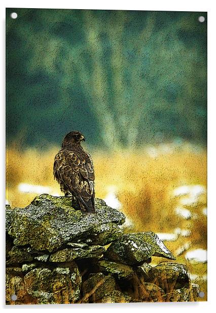 WINTER BUZZARD Acrylic by Anthony R Dudley (LRPS)