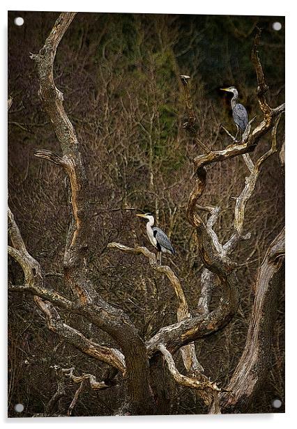 GREY HERON LOOKOUT Acrylic by Anthony R Dudley (LRPS)