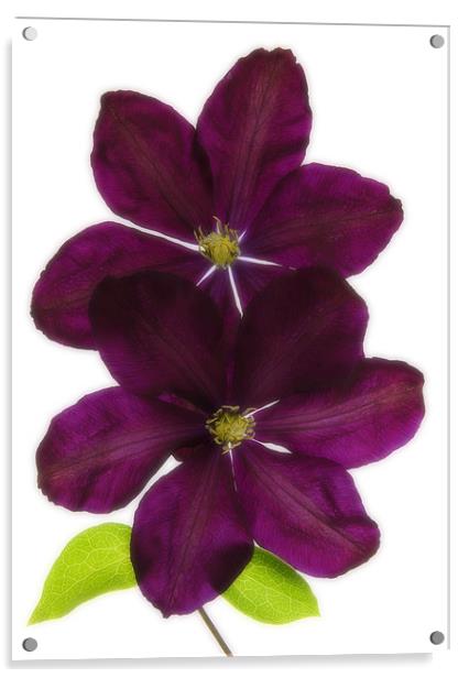 CLEMATIS Acrylic by Anthony R Dudley (LRPS)