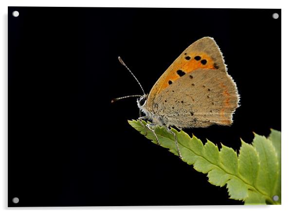 SMALL COPPER Acrylic by Anthony R Dudley (LRPS)