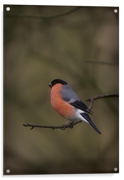 BULLFINCH Acrylic by Anthony R Dudley (LRPS)