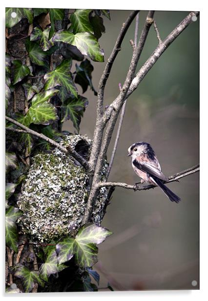 LONG-TAILED TIT AT NEST Acrylic by Anthony R Dudley (LRPS)