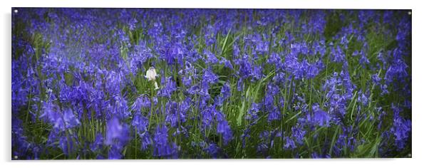 BLUEBELLS Acrylic by Anthony R Dudley (LRPS)