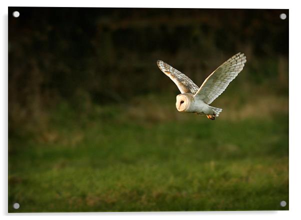 BARN OWL IN FLIGHT Acrylic by Anthony R Dudley (LRPS)
