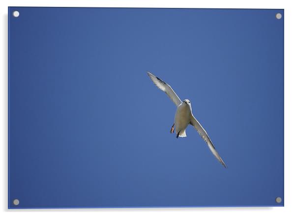 FULMAR IN THE BLUE Acrylic by Anthony R Dudley (LRPS)