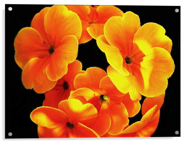 The Orange Primroses Acrylic by stephen walton