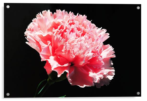 The Pink Carnation Acrylic by stephen walton