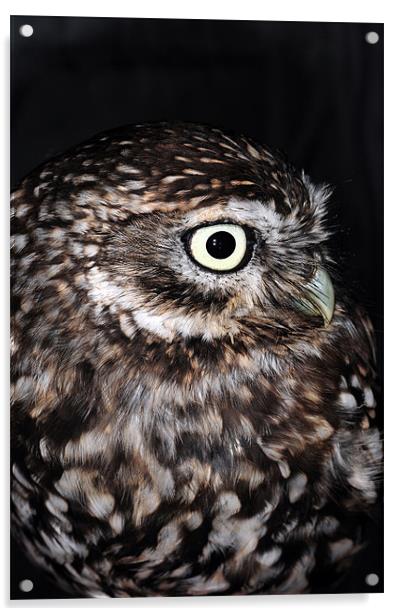 The Little Owl Acrylic by stephen walton