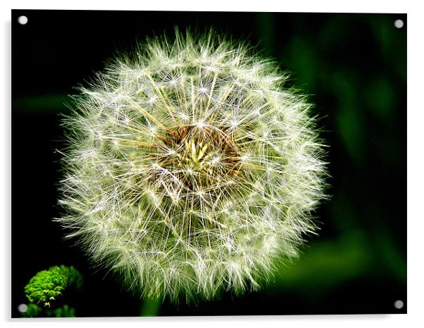 The Dandelion Seeds Acrylic by stephen walton
