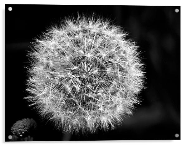 Dandelion Seeds in Black and White Acrylic by stephen walton
