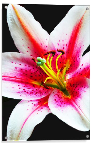 The Lily Acrylic by stephen walton