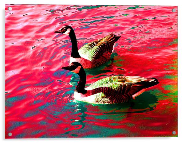 Psychedelic Geese Acrylic by stephen walton