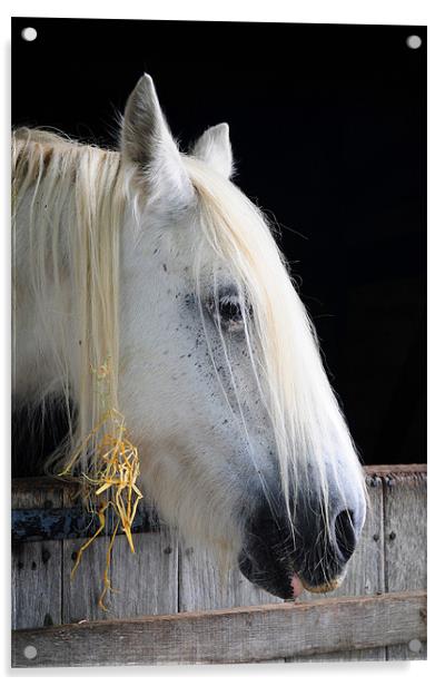 The Horse's Head Acrylic by stephen walton