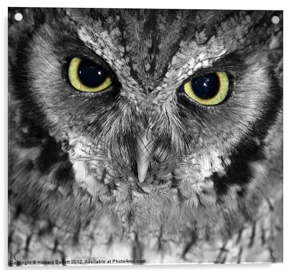 Screech owl Acrylic by Howard Corlett