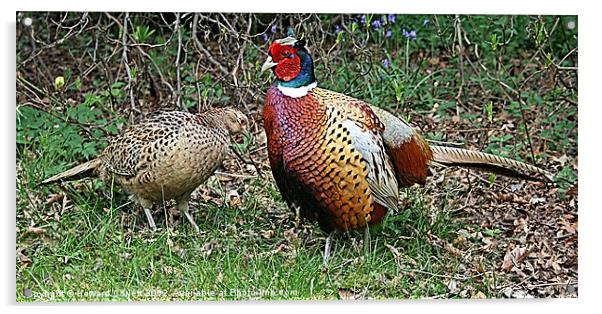 Mr and Mrs Pheasant Acrylic by Howard Corlett