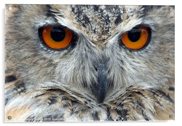 Eagle Owl Acrylic by Howard Corlett