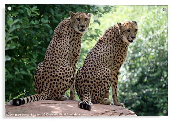 Cheetahs Acrylic by Howard Corlett