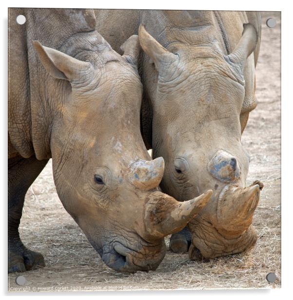 Rhinos head to head Acrylic by Howard Corlett