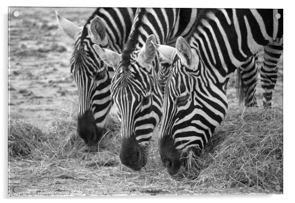 Zebra trio with heads down Acrylic by Howard Corlett