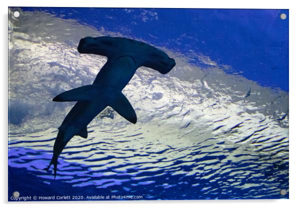 Hammerhead shark Acrylic by Howard Corlett