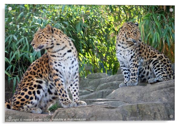 Amur Leopards Acrylic by Howard Corlett
