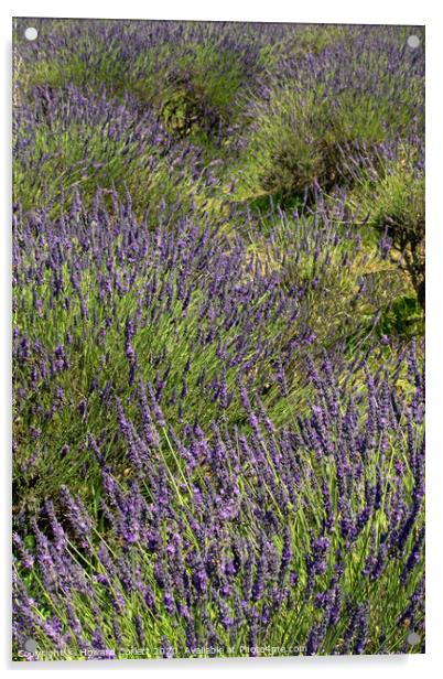 Lavender Fields Acrylic by Howard Corlett