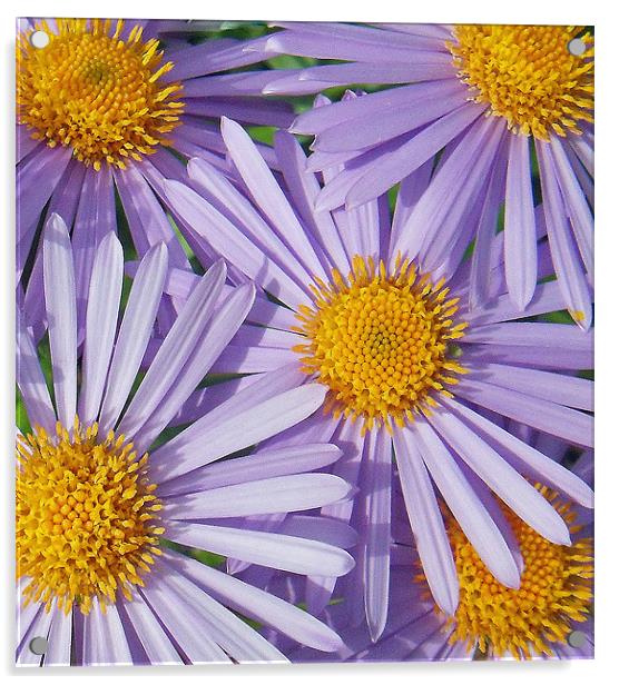 Lilac Floral Splash Acrylic by ANGELA MCCLINTON