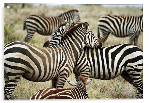 Zebras Acrylic by Gary Miles