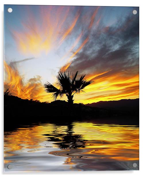 Washingtonia Sunset Acrylic by Gary Miles