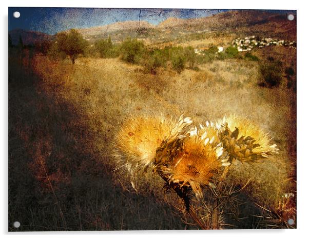 Dried Thistles Acrylic by Gary Miles