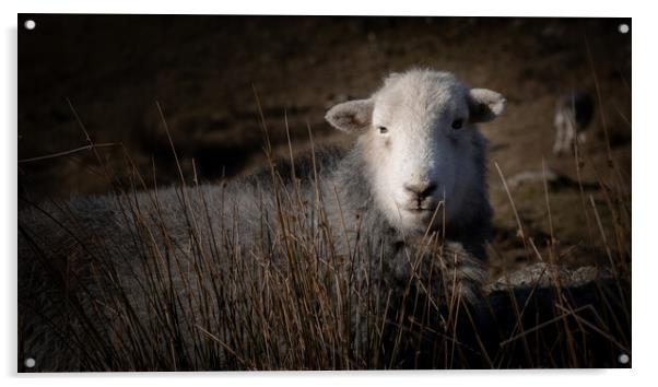 Herdy Acrylic by Simon Wrigglesworth