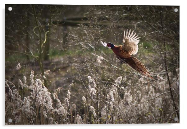 Pheasant Acrylic by Simon Wrigglesworth