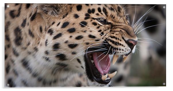 Snarl - Amur Leopard Acrylic by Simon Wrigglesworth