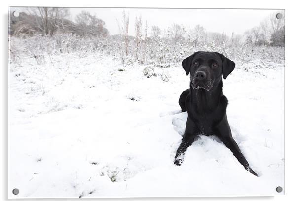 Black Labrador in the snow Acrylic by Simon Wrigglesworth
