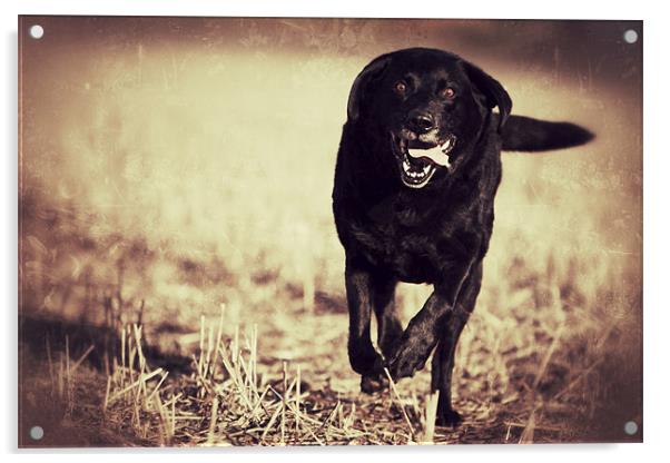 Jack - Black Labrador Acrylic by Simon Wrigglesworth