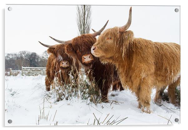 Highland Cattle Acrylic by Simon Wrigglesworth