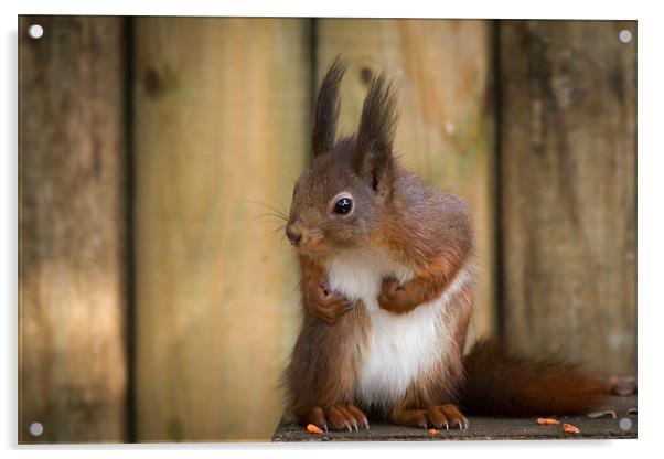 Red Squirrel Acrylic by Simon Wrigglesworth