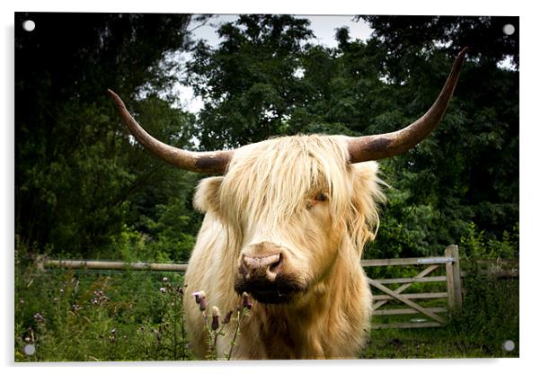Horny highland Cow Acrylic by Simon Wrigglesworth