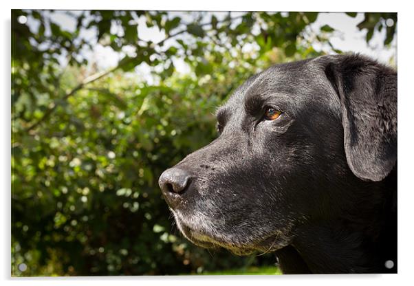 Black Labrador Jack Acrylic by Simon Wrigglesworth