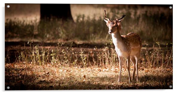 Fallow Deer Acrylic by Simon Wrigglesworth