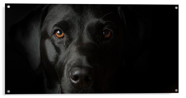 black labrador in the dark Acrylic by Simon Wrigglesworth